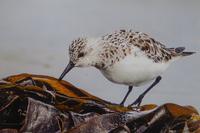 Tag 8 Wanderung von Trégastel nach Ploumenac´h 