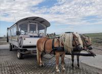 Mit der Kutsche fahren wir über die Hallig Hooge