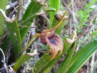 Erdorchidee Cuicocha