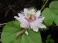 Galapagos Passiflora