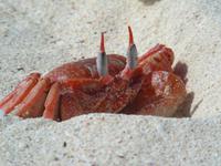 Geisterkrabbe