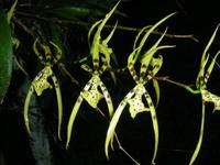 Orchidee regenwald