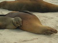 Seelöwe 1