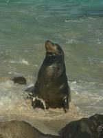 Seelöwe 2