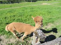 Alpaka auf der Radtour