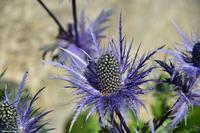 Grimselpass (2.164 m)