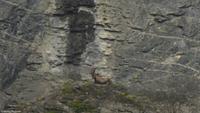Schilthorn - Stattlicher Steinbock in der Steilwand 