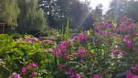 Giverny, Garten von Claude Monet, Wassergarten