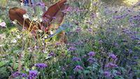 Le Havre, Jardins Suspendus
