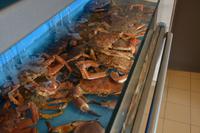 und anderes Meerestier