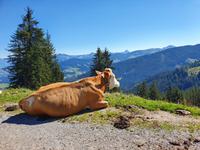 Kuh in der Wildschönau