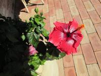 Blumenpracht auf Torcello