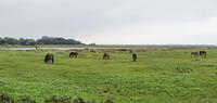 23. Stilleben auf Hiddensee