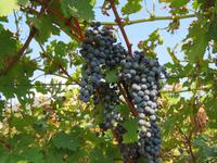 Cabernet-Trauben auf Schloss Rametz