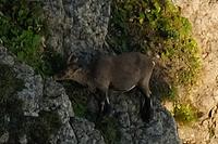 Ein Gemsbock