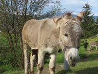 auf dem Weg nach Bruneck