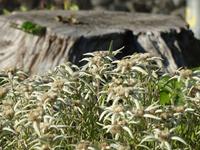 Davos, Schatzalp, Edelweiß im Alpinum