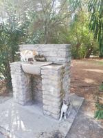 Die tierischen Bewohner haben Durst - Epidaurus