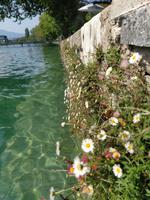 20200918 Flussbad Schwäbis Thun