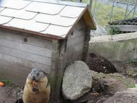 Fahrt zur Schwägalp - Stopp auf dem Grimselpass - Murmeltiergehege