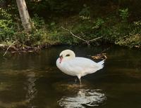 Auf dem Kruttinnafluß