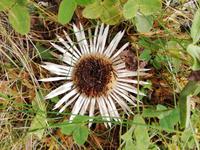 Silberdistel