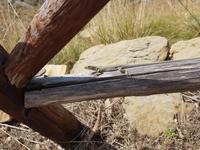 Eidechse am Wanderweg zum Monte Veneretta