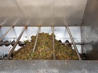 Frische Trauben für die Weinproduktion