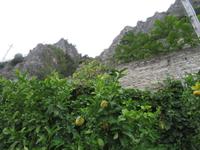 Limonai
