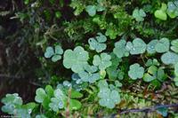 Krimmler Wasserfälle