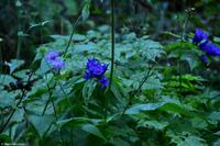 Krimmler Wasserfälle