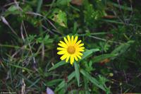 Kaiserbachtal im Kaisergebirge