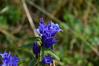 Kitzbühel - Hahnenkamm - Abfahrt 
