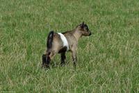 Wildpark Aurach
