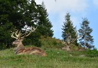 Wildpark Aurach - Rotwild