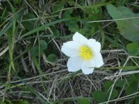 Gerlitzer Alm