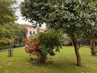 Borromäische Inseln - Isola Madre (Englischer Garten)