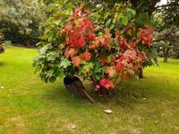 Borromäische Inseln - Isola Madre (Englischer Garten)