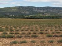 IMG 3678, Ardèche, Lavendel & Grotte