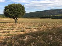 IMG 3689, Ardèche, Lavendel & Grotte