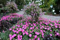 Blumenpracht