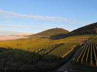 Elsass 09.2020  Hohkönigsburg im Frühnebel