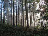 Elsass 09.2020  Wanderung zur Hohkönigsburg