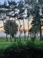 Morgennebel in Dierhagen