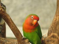 Botanischer Garten La Mortella_4