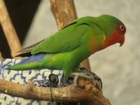 Botanischer Garten La Mortella_5