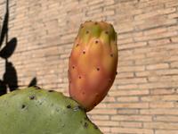 Vatikanische Gäsrten - Kaktusfeige