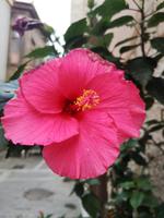 Hibiskuspracht in Rethymnon