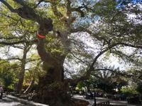 Platanenbaum in Krasi