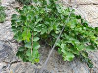 Italien, Amalfiküste, Kapernpflanze